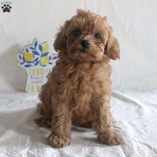 Amy, Cavapoo Puppy